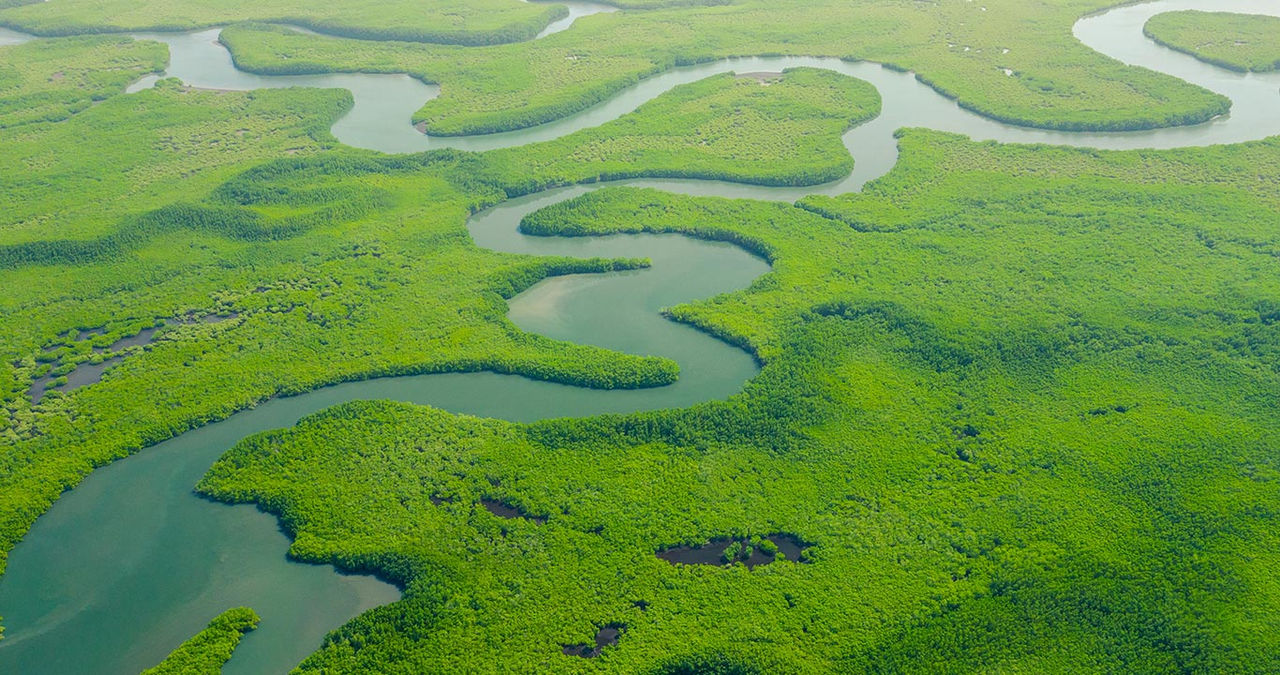 Aerial View of Green Mangrove Forest. Nature Landscape. TropicalAerial View of Green Mangrove Forest. Nature Landscape. Tropical Rainforest.