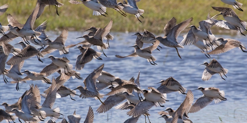 A group of birds begin taking flight